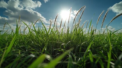 Fototapeta premium Close-up view of green grass blades swaying in the sunlight with a bright blue sky and fluffy clouds overhead.