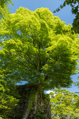 日本　岐阜県中津川市にある苗木城の石垣