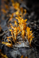 Coral fungi grow on dead trees like flames