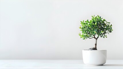 Obraz premium Potted Green Houseplant on White Background for Tranquil Home or Office Decor