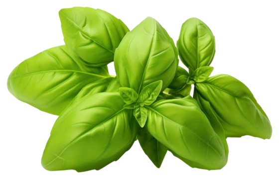 PNG Fresh green organic basil leaves vegetable plant herbs.