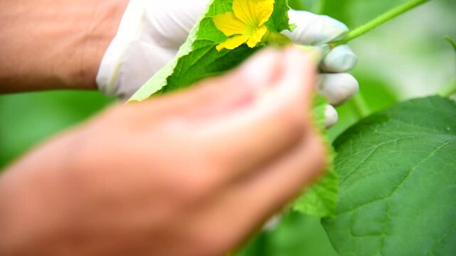 Use Natural hormones for parthenogenesis for insemination pollination the melon flower  