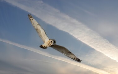 Short Eared Owl