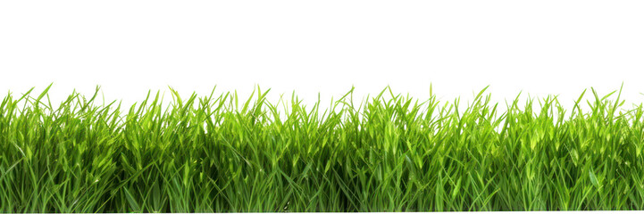 Fototapeta premium PNG Lush green grass isolated background