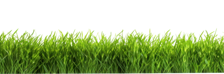 PNG  Lush green grass isolated background