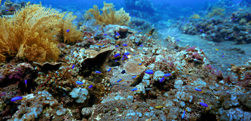 Algea and plant in the ocean. Underwater photo of colorful algea. From a scuba dive in Bali, Indonesia, Asia.
