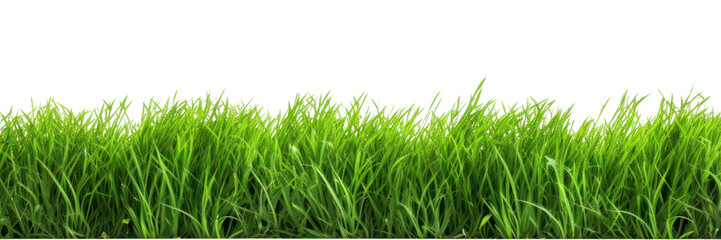 Fototapeta premium PNG Lush green grass isolated background