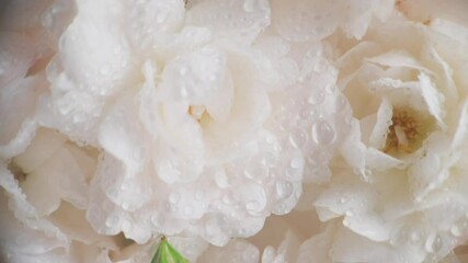 close-up of white rose petals with water droplets, exuding freshness and purity. Ideal as a background for cosmetic, wellness, and perfume products.