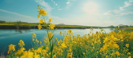 Spring riverbank azure sky and rapeseed flowers. with copy space image. Place for adding text or design