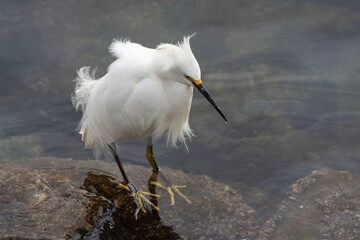 a heron fishing in the sea