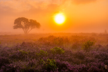Breathtaking sunset over blooming heather fields in Veluwe Zuiderheide, Netherlands