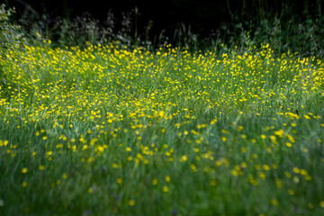 High mountain grassland, flower sea