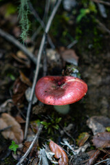 A mushroom grew out of the decaying leaves