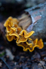 A bacterium grows on a withered tree