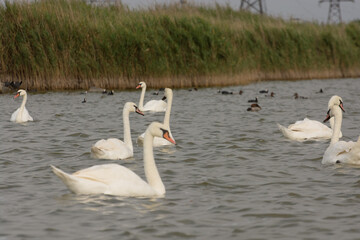 Flock of swans