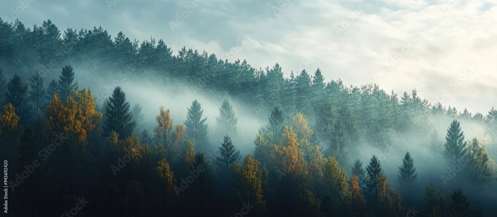 Fototapete morning mist blankets the slopes of a mixed forest on a late autumn day concepts of forestry ecology