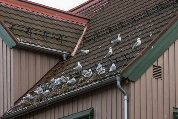 Möwen auf einem Dach in Tromso, Norwegen