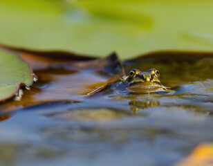 Frog in water, eyes of a frog, green frog in a pond, close-up of a water frog, water lilies