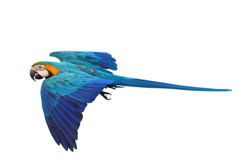 Colorful flying Blue and Gold Macaw parrot isolated on transparent background png file