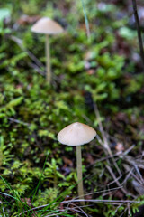 A mushroom grew out of the decaying leaves