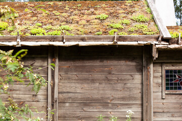 Grünes Moos auf dem Dach einer alten Scheune in Skandinavien. Traditionell bemoostes Dach. Green moss on the roof of an old barn in Scandinavia. Traditional moss-covered roof.