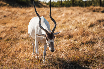 Discover the animals of the Peaugres safari in France