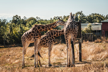 Discover the animals of the Peaugres safari in France