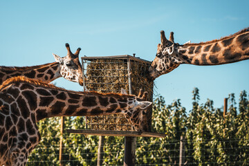 Discover the animals of the Peaugres safari in France