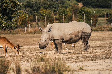 Discover the animals of the Peaugres safari in France and its rhinos, environmental protection