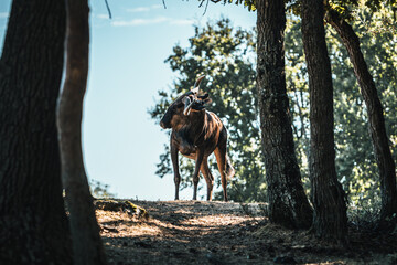 Discover the animals of the Peaugres safari in France