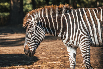 Discover the animals of the Peaugres safari in France