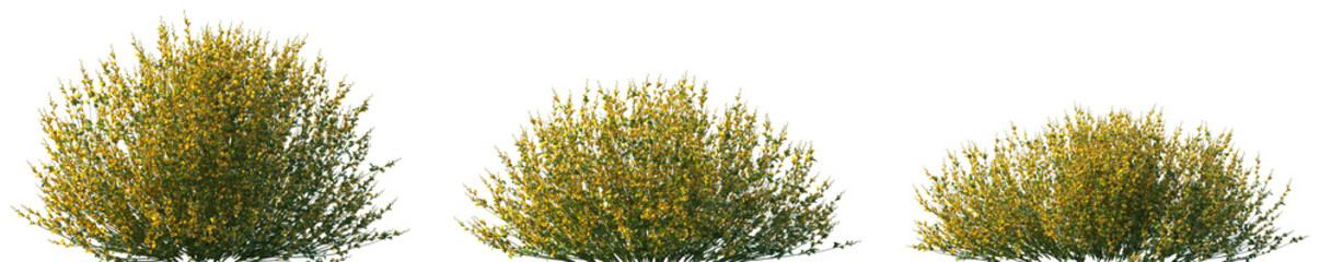 Set of 3 Spartium junceum (Spanish broom, rush broom or weaver's broom) frontal isolated png on a transparent background perfectly cutout