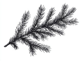 Black and white Vintage engraved art of a spruce tree branch, isolated on white background, ink sketch illustration, simple vector art design, highly detailed line art, high contrasty 
