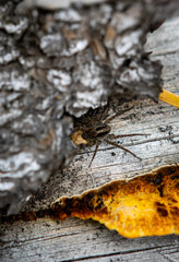 A spider crawled out from a crack in the wood