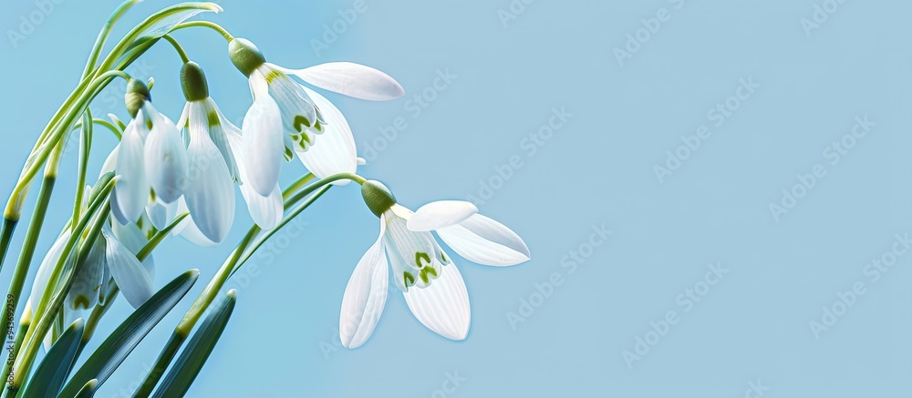 Fototapete white blooming snowdrop on blue backdrop. with copy space image. place for adding text or design