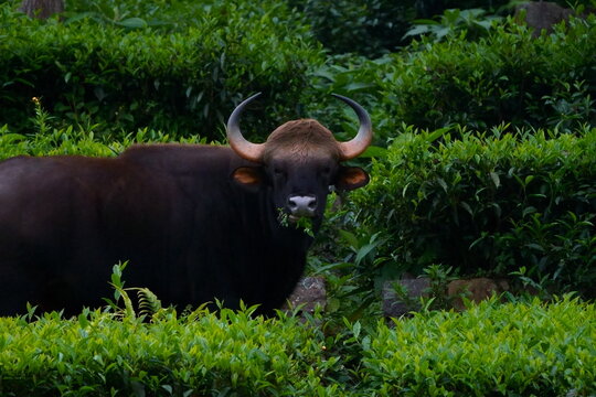 beautiful picture of Wild bison grazing in a lush green tea field 