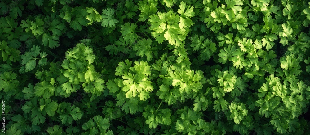 Aufkleber top view of a fresh coriander herb plant cultivating your own herbs at home. with copy space image. 