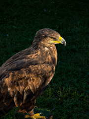 Proud and determined eagle in mountain environment