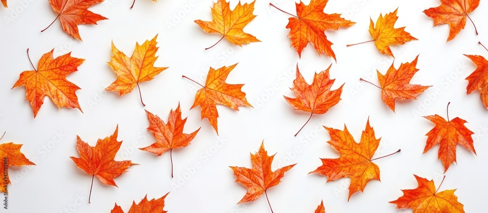 Fototapete maple leaves on a white background maple backdrop collection of maple leaves. with copy space image.
