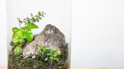 Beautiful closed terrarium with diverse plant life with ferns, moss, bucephalandra, fittonia, and anubias in a transparent glass jar