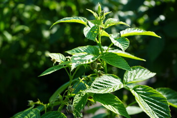 A close-up of a green plant with vibrant leaves and stems, illuminated by sunlight, set against a blurred background of foliage. The image captures the essence of nature’s beauty and growth.