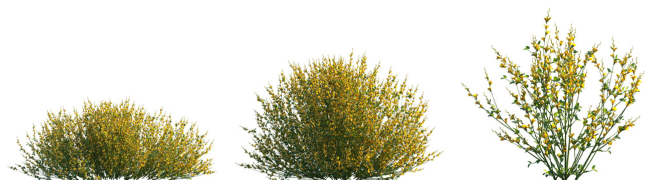 Set of 3 Spartium junceum (Spanish broom, rush broom or weaver's broom) frontal isolated png on a transparent background perfectly cutout