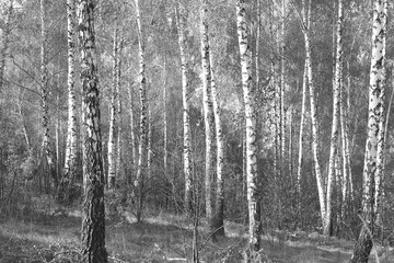 black-and-white photo with white birches