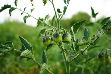 Unripe tomatoes on a plant, showcasing the early stages of growth in a garden. The green background highlights the natural setting
