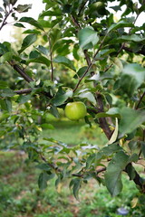 A close-up of a green apple hanging on a tree branch, surrounded by lush leaves. The image captures the essence of early fruit growth in a natural orchard setting.