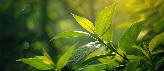 Perspective of very fresh young leaves. with copy space image. Place for adding text or design