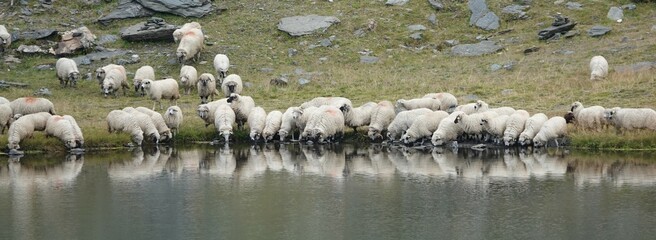 flock of sheep