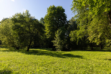 Mixed deciduous forest with green foliage in summer