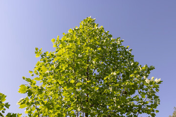 the green foliage of a tulip tree in sunny weather