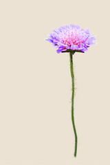 Close up of a purple bachelor´s button or corn flower